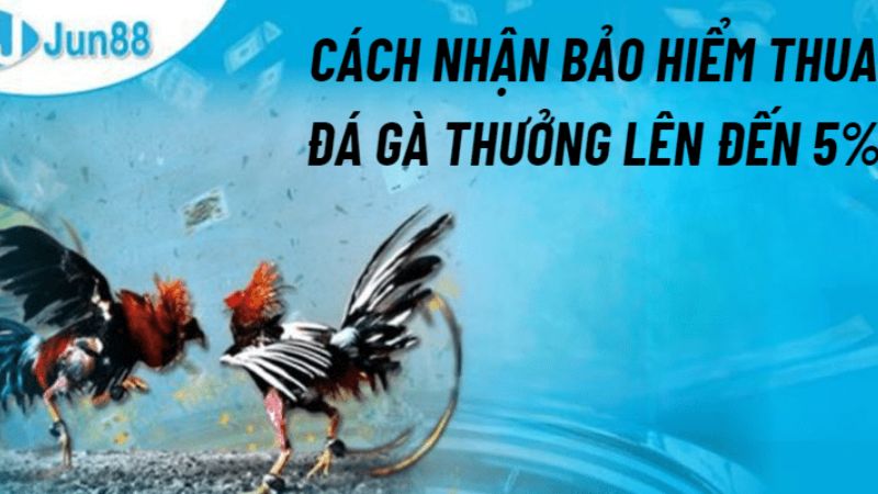 Hướng dẫn tham gia bảo hiểm thua đá gà Jun88